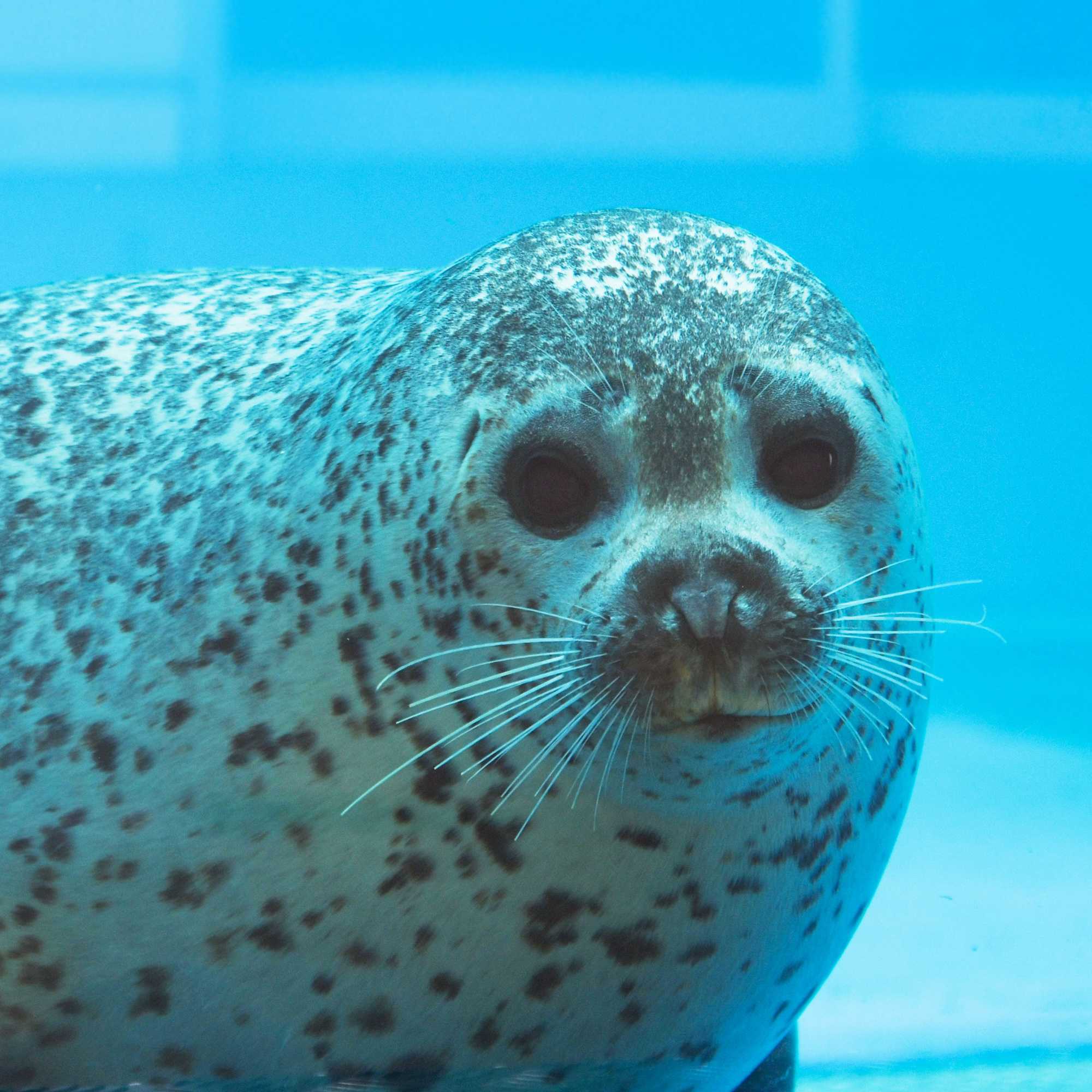 四国水族館】撮りたい、見たい！体験したことのない景色を目指して。