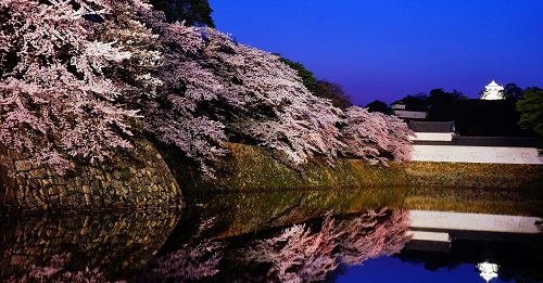 一年で最も美しい彦根城を見るチャンス 彦根城桜まつり は3月30日より開催 Anna アンナ