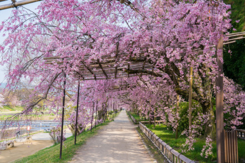 京都 桜