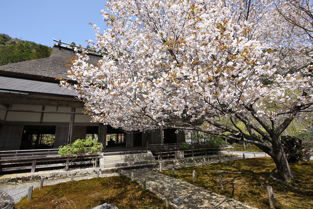 9300円 購買 今年は自宅で桜のお花見を楽しむ2023年4月に開花桜盆栽桜の盛り合わせお花見サクラ盆栽