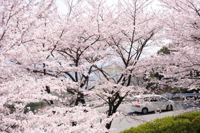 800本の桜が車の中で楽しめる 関西の 春が感じられるドライブスポット Anna アンナ