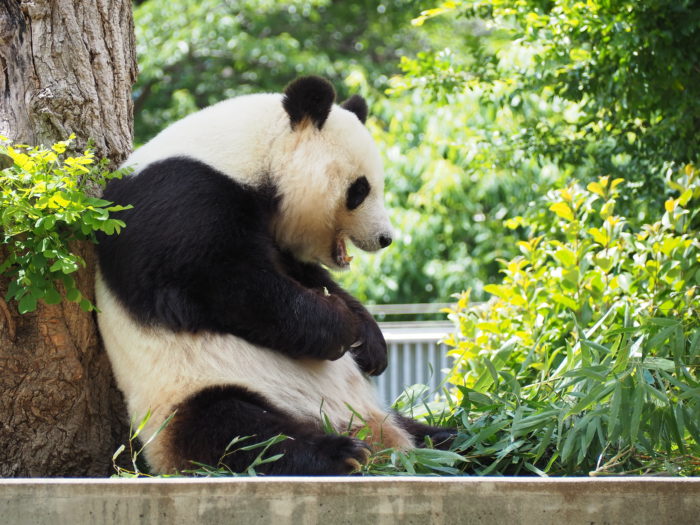 動画あり 中国に帰ることが決まった王子動物園のパンダ タンタン いまの様子は 帰るワケも詳しく聞いてきた Anna アンナ