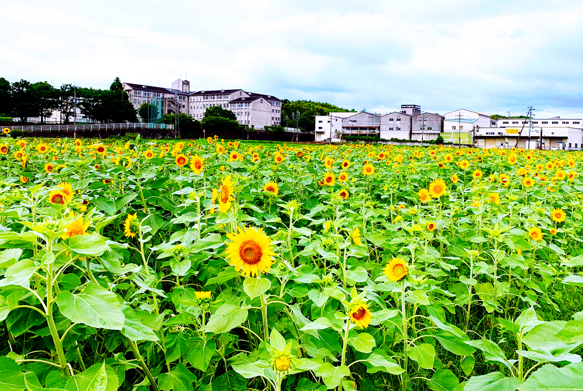年 京都のひまわり畑おすすめスポット 夏限定の美しい景色 Anna アンナ