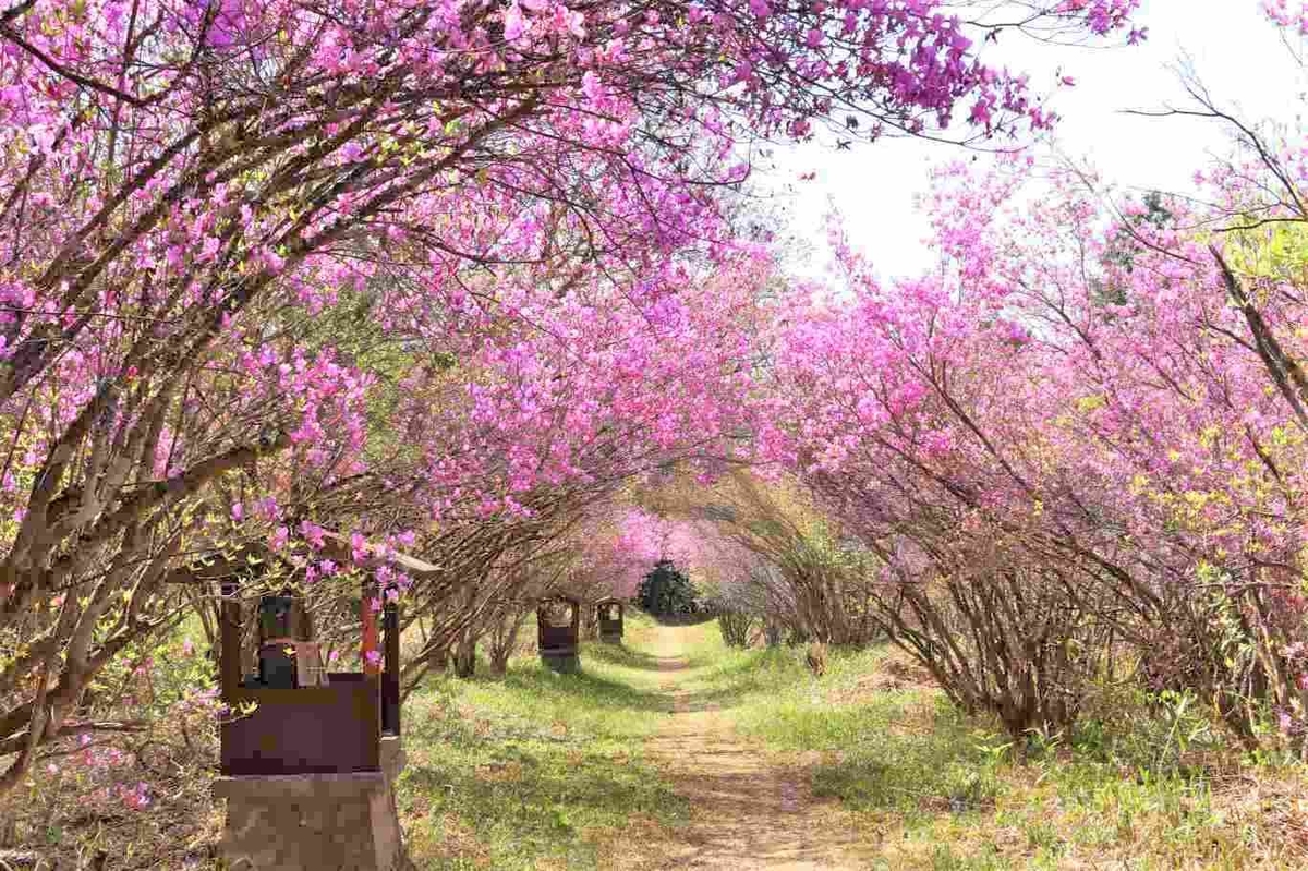 21 美しい花に癒されたい 京都のツツジの名所７選 Anna アンナ