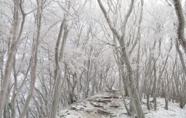 まるで別世界・・・奈良で見つけた霧氷スポット