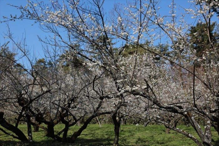 丹波亀山城址の梅の花