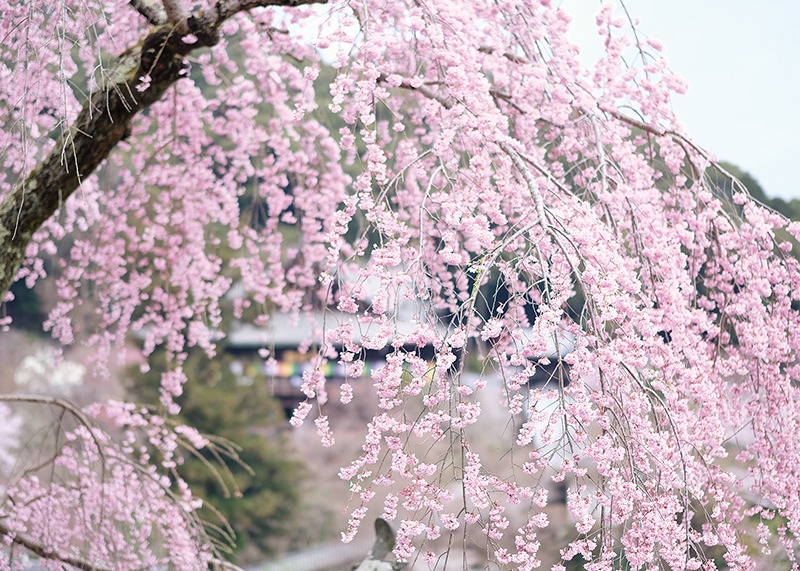 桜、お花見、長谷寺、奈良っこ、奈良。