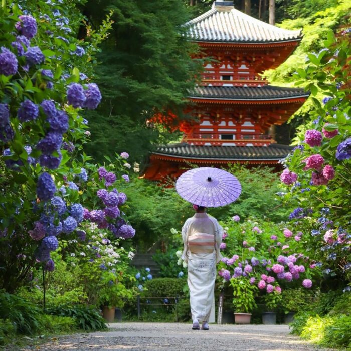 木津川市・アジサイ