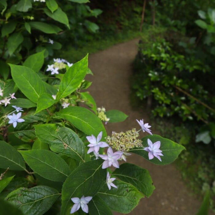 木津川市・アジサイ