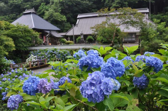 綾部市・アジサイ