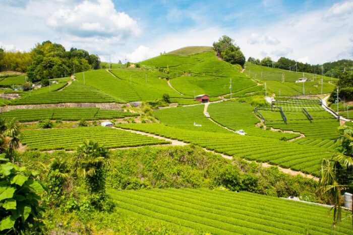 和束町の茶畑