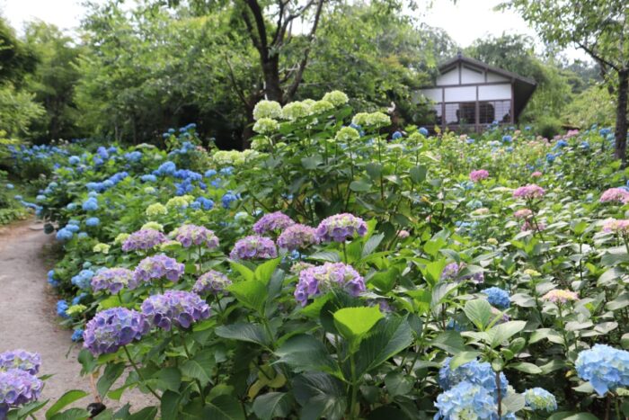 京都市・アジサイ