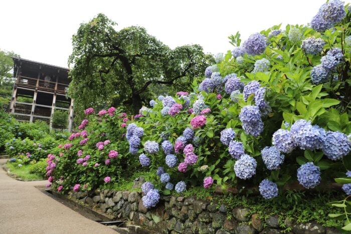 京都市・アジサイ