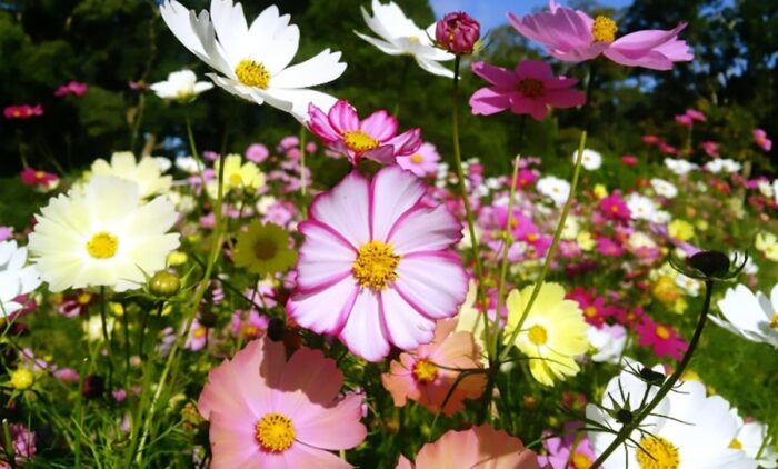 コスモス　京都府立植物園