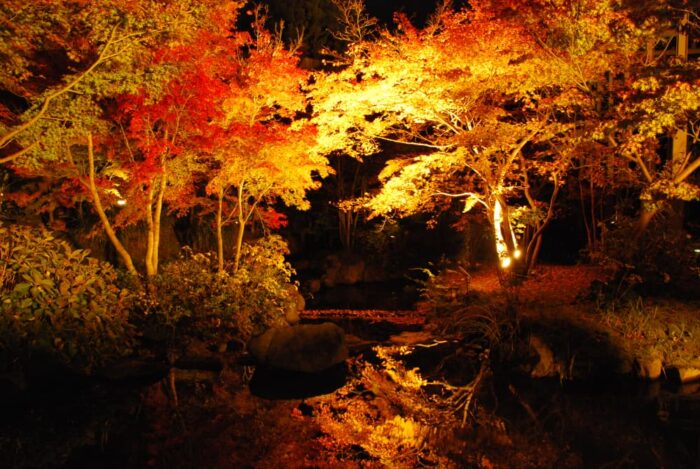 精華町・けいはんな記念公園・紅葉ライトアップ