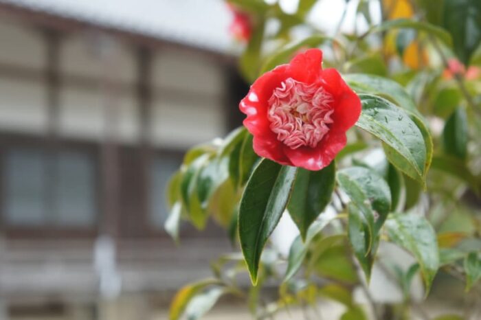 福知山市・椿