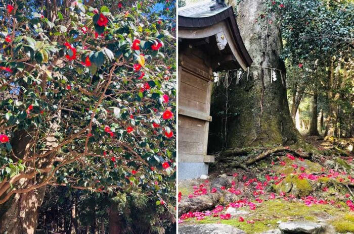 京都市・椿