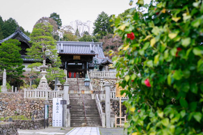 長岡京市・椿