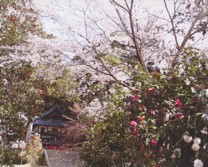 京都市・椿