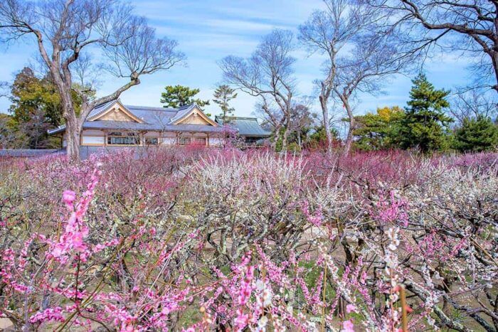 京都市・梅