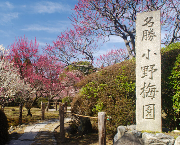 京都市・梅