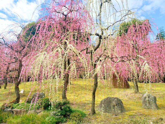 京都市・梅