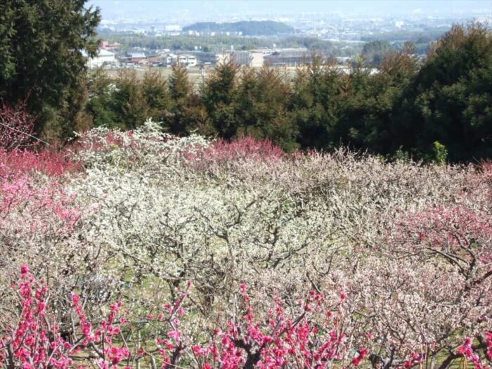 京都市・梅