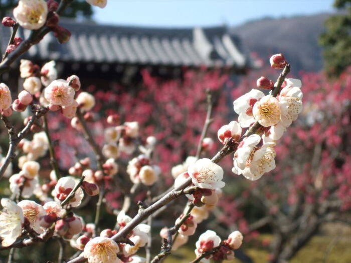 京都市・梅