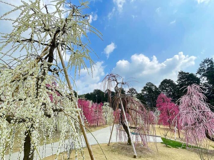 宇治市・梅