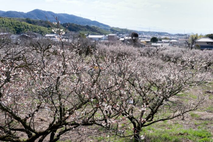 城陽市・梅