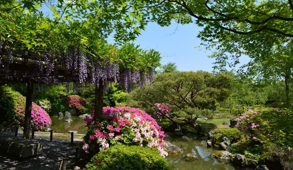 京都市・藤