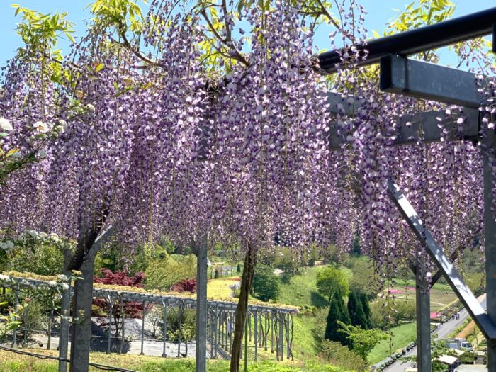 京丹後市・藤