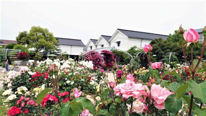 綾部市・バラ