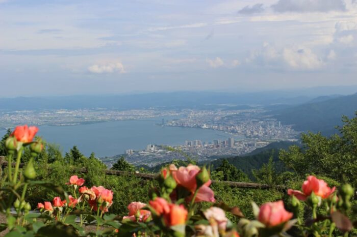 京都市・バラ
