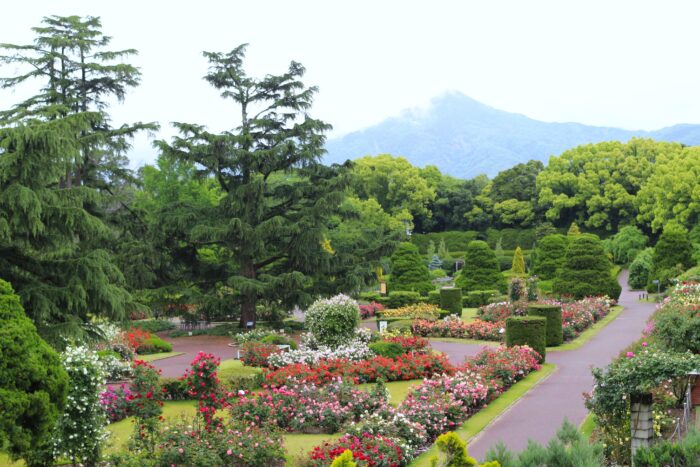 京都市・バラ