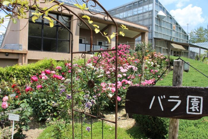 福知山市・バラ