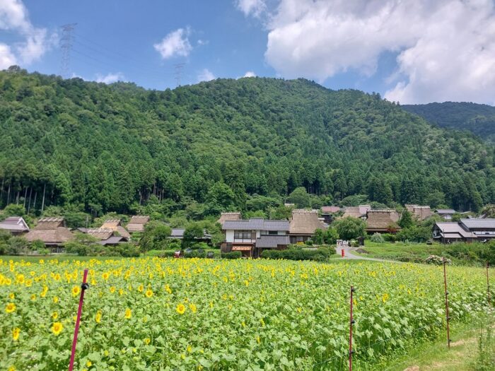 かやぶきの里のひまわり畑