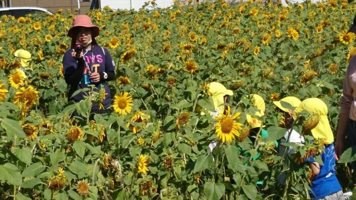 美山町のひまわり畑