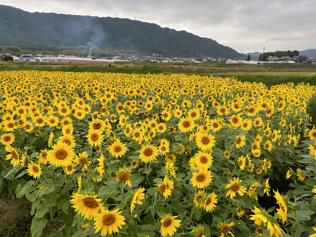 え!? 今頃ひまわり大原野