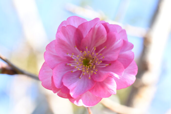 エレガンスみゆき