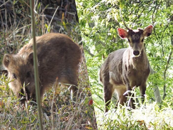 森の京都ジビエフェア