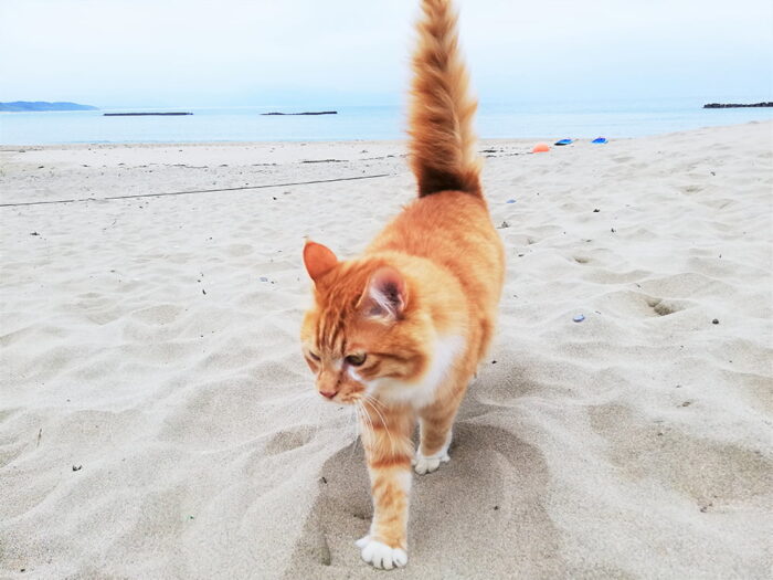 京丹後135°EAST／こまちゃん