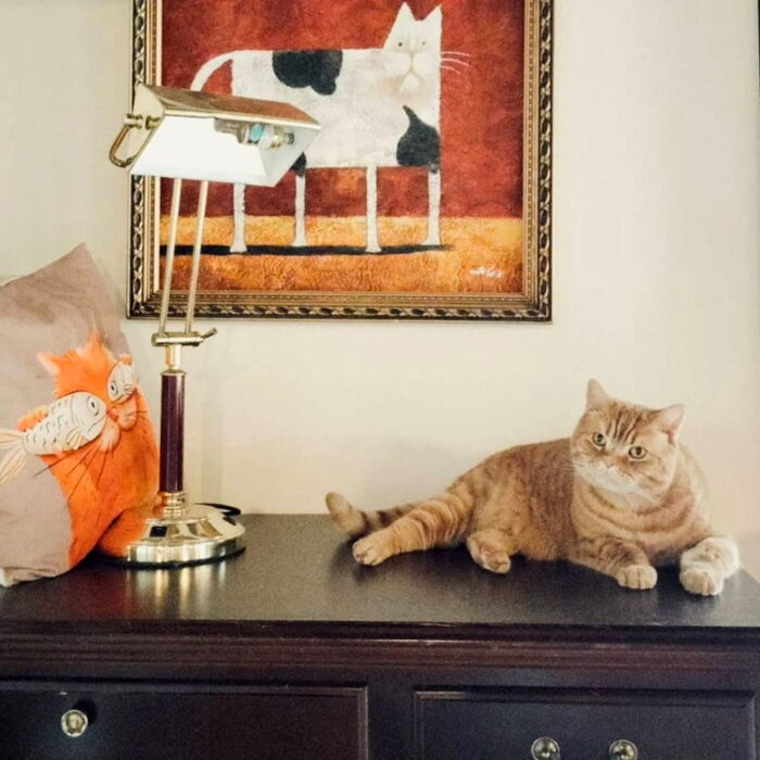 美山cafe marco／ラテちゃん