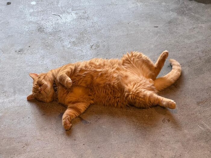 美山cafe marco／ラテちゃん