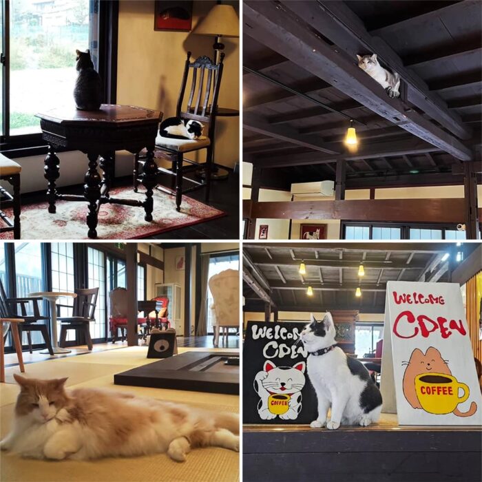 美山cafe marco／猫ちゃんたち