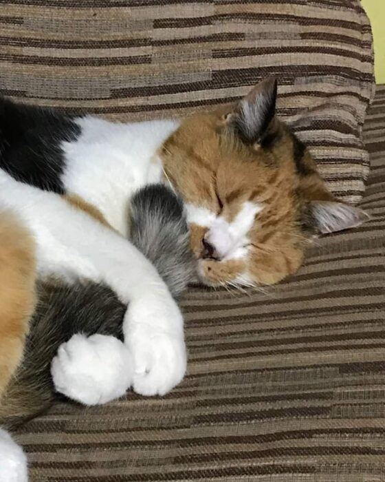 玉田神社／ミーコちゃん