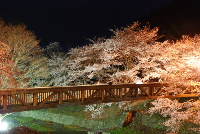 和らぎの道の夜桜