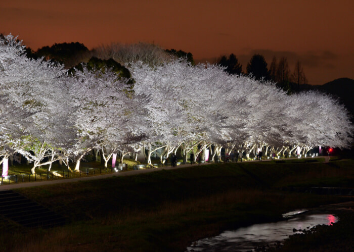 亀岡運動公園犬飼川沿いの夜桜