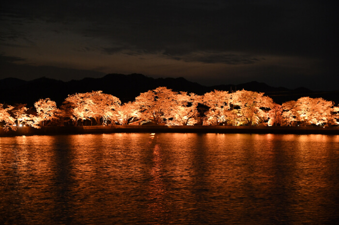 平の沢池の夜桜