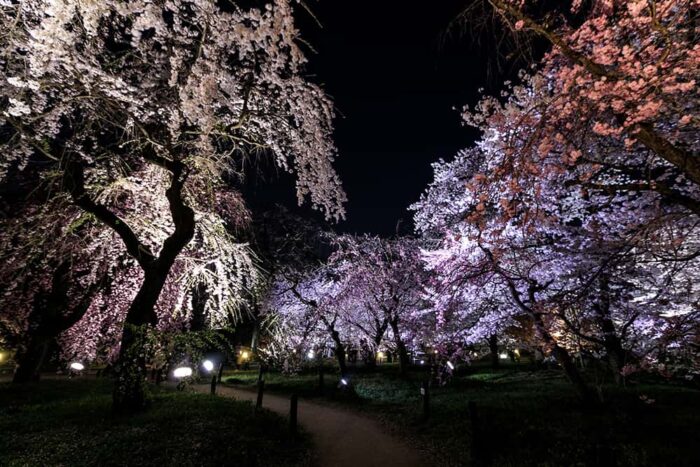 京都府立植物園の夜桜